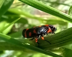 Cercopis intermedia
