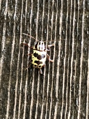 Cryptocephalus leucomelas