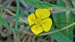 Potentilla anglica