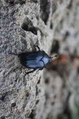 Cotinis antonii