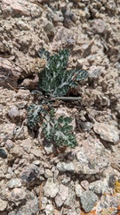 Vesper purpurascens