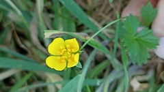 Potentilla anglica