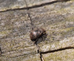 Xanthonia decemnotata