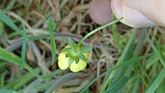 Potentilla anglica