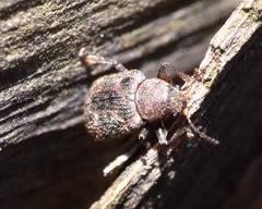 Xanthonia decemnotata