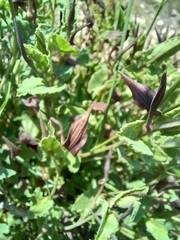 Aristolochia pistolochia