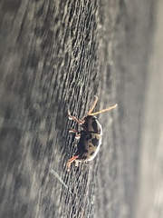 Cryptocephalus leucomelas