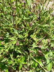 Aristolochia pistolochia