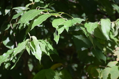 Cestrum strigilatum