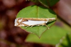 Crambus bidens