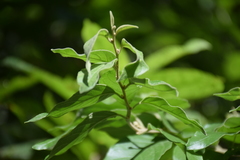 Cestrum strigilatum