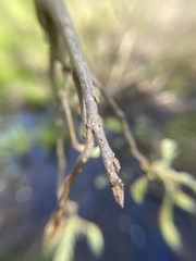 Callirhytis medularis