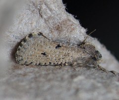 Acrolophus pyramellus