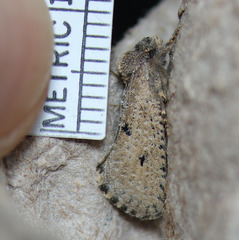Acrolophus pyramellus