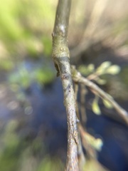 Callirhytis medularis