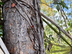 Toxicodendron radicans image