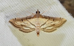 Marasmia trapezalis