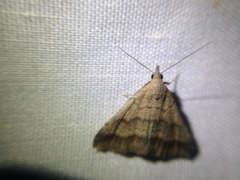 Tetanolita palligera