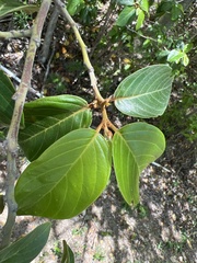 Colubrina arborescens