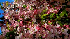 Malus floribunda