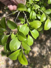 Schaefferia frutescens