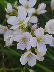 Cardamine pratensis