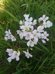 Cardamine pratensis