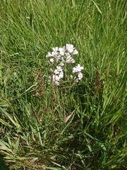 Cardamine pratensis