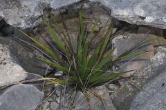 Yucca reverchonii