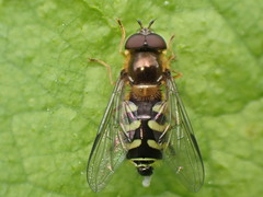 Dasysyrphus venustus