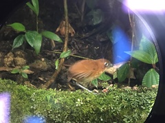 Grallaria flavotincta