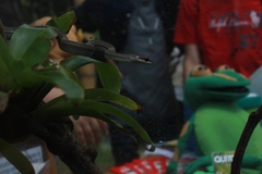 Mastigodryas pulchriceps