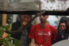 Mastigodryas pulchriceps