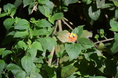 Lantana camara