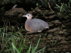 Crypturellus cinnamomeus