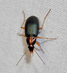 Chlaenius tricolor