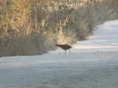 Crypturellus cinnamomeus