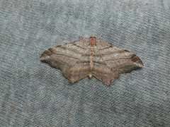 Macaria multilineata