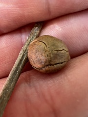 Disholcaspis quercusglobulus