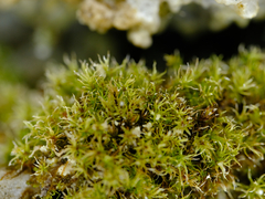 Dicranella schreberiana