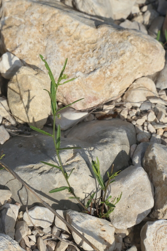 Image of Tragia leptophylla by (c) Reid Hardin, some rights reserved (CC BY)