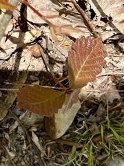Disholcaspis quercusglobulus