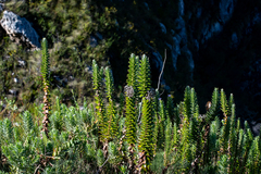 Senecio speciosissimus