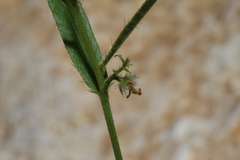 Tragia leptophylla