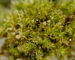Dicranella schreberiana