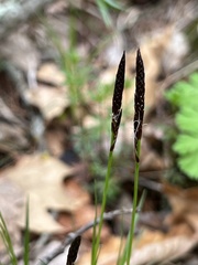 Carex richardsonii