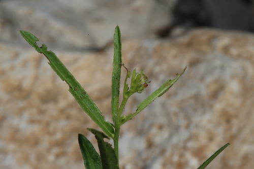 Image of Tragia leptophylla by (c) Reid Hardin, some rights reserved (CC BY)