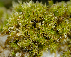 Dicranella schreberiana