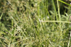 Juncus diffusissimus