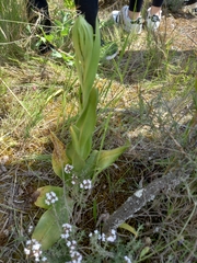 Himantoglossum hircinum